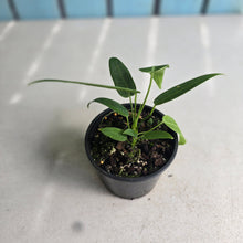Load image into Gallery viewer, #RS1 Anthurium Warocqueanum