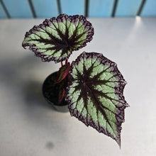 Load image into Gallery viewer, #RD18 Begonia Fireworks