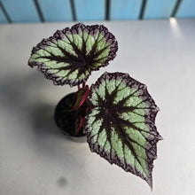 Load image into Gallery viewer, #RD18 Begonia Fireworks