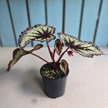 Load image into Gallery viewer, #RD18 Begonia Fireworks