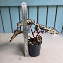 Load image into Gallery viewer, #RD18 Begonia Fireworks