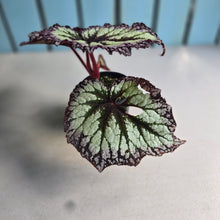 Load image into Gallery viewer, #RD18 Begonia Fireworks