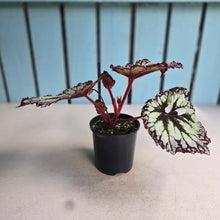Load image into Gallery viewer, #RD18 Begonia Fireworks