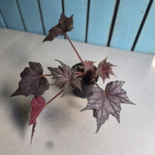Load image into Gallery viewer, #RD48 Begonia Unknown