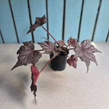 Load image into Gallery viewer, #RD48 Begonia Unknown