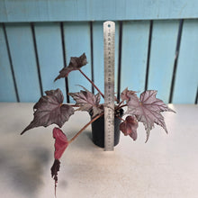 Load image into Gallery viewer, #RD48 Begonia Unknown