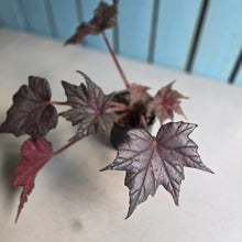 Load image into Gallery viewer, #RD48 Begonia Unknown