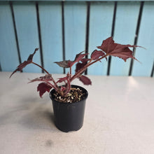 Load image into Gallery viewer, #RD48 Begonia Unknown