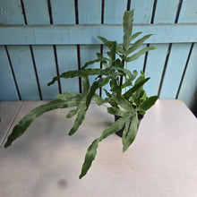 Load image into Gallery viewer, #R33 Phlebodium Aureum 'Blue Star Fern'