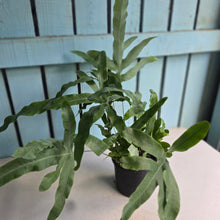 Load image into Gallery viewer, #R33 Phlebodium Aureum 'Blue Star Fern'