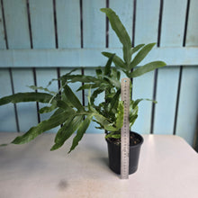 Load image into Gallery viewer, #R33 Phlebodium Aureum 'Blue Star Fern'