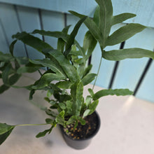 Load image into Gallery viewer, #R33 Phlebodium Aureum 'Blue Star Fern'