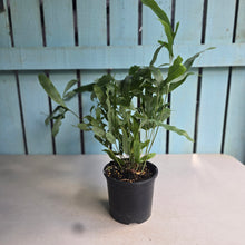Load image into Gallery viewer, #R33 Phlebodium Aureum 'Blue Star Fern'