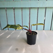 Load image into Gallery viewer, #RD15 Philodendron Strawberry Shake