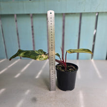 Load image into Gallery viewer, #RD15 Philodendron Strawberry Shake