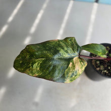 Load image into Gallery viewer, #RD15 Philodendron Strawberry Shake