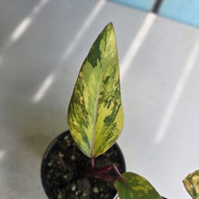 Load image into Gallery viewer, #RD15 Philodendron Strawberry Shake