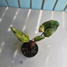 Load image into Gallery viewer, #RD15 Philodendron Strawberry Shake