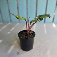 Load image into Gallery viewer, #RD15 Philodendron Strawberry Shake