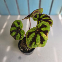 Load image into Gallery viewer, #D729 Begonia Iron Cross