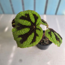 Load image into Gallery viewer, #D729 Begonia Iron Cross
