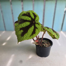 Load image into Gallery viewer, #D729 Begonia Iron Cross