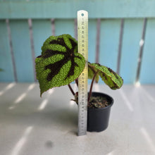 Load image into Gallery viewer, #D729 Begonia Iron Cross