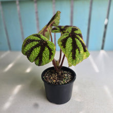 Load image into Gallery viewer, #D729 Begonia Iron Cross