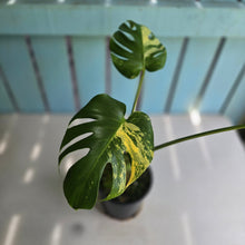Load image into Gallery viewer, #R245 Variegated Monstera Deliciosa Aurea