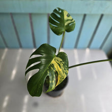 Load image into Gallery viewer, #R245 Variegated Monstera Deliciosa Aurea