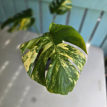 Load image into Gallery viewer, #R245 Variegated Monstera Deliciosa Aurea