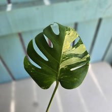 Load image into Gallery viewer, #R245 Variegated Monstera Deliciosa Aurea