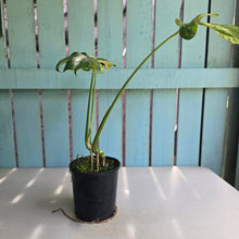 Load image into Gallery viewer, #R245 Variegated Monstera Deliciosa Aurea