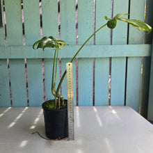 Load image into Gallery viewer, #R245 Variegated Monstera Deliciosa Aurea