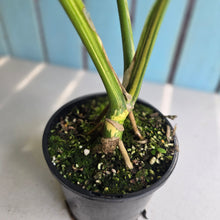Load image into Gallery viewer, #R245 Variegated Monstera Deliciosa Aurea