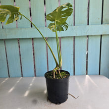 Load image into Gallery viewer, #R245 Variegated Monstera Deliciosa Aurea