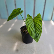 Load image into Gallery viewer, #R39 Philodendron Furcatum