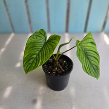 Load image into Gallery viewer, #R39 Philodendron Furcatum