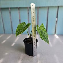Load image into Gallery viewer, #R39 Philodendron Furcatum