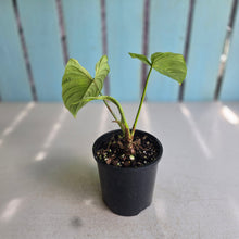 Load image into Gallery viewer, #R39 Philodendron Furcatum