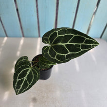 Load image into Gallery viewer, #R221 Anthurium Crystallinum x
