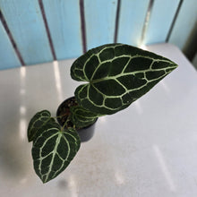 Load image into Gallery viewer, #R221 Anthurium Crystallinum x