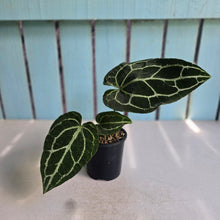 Load image into Gallery viewer, #R221 Anthurium Crystallinum x