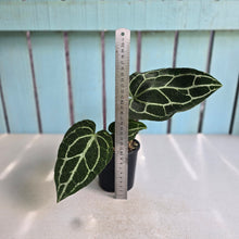 Load image into Gallery viewer, #R221 Anthurium Crystallinum x