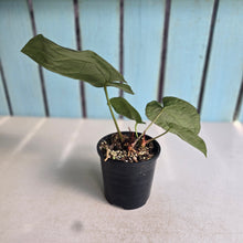 Load image into Gallery viewer, #R221 Anthurium Crystallinum x