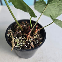 Load image into Gallery viewer, #R221 Anthurium Crystallinum x
