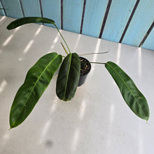 Load image into Gallery viewer, #RD41 Philodendron Patriciae