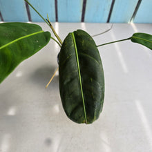 Load image into Gallery viewer, #RD41 Philodendron Patriciae