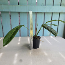 Load image into Gallery viewer, #RD41 Philodendron Patriciae