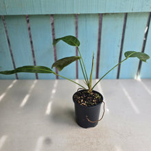 Load image into Gallery viewer, #RD41 Philodendron Patriciae